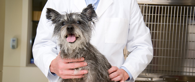 Microchipping Pets and Your Responsibilities
