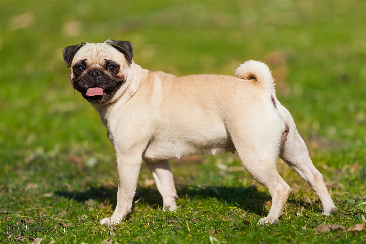 Pugs - Fact Sheet