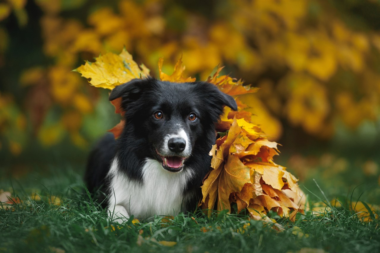 Border Collie - Fact Sheet