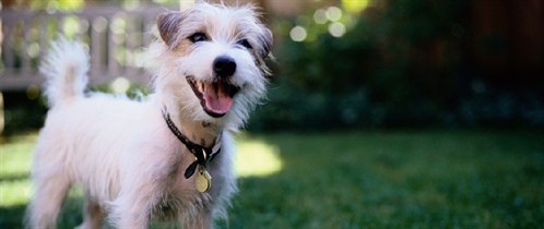 Misconceptions About Adopting a Rescue Pet
