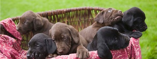 Buying A Puppy - What Do I Need 