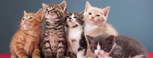 Choosing The Perfect Pet 