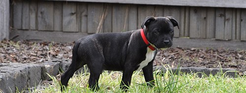 Dog Proofing Your Backyard 