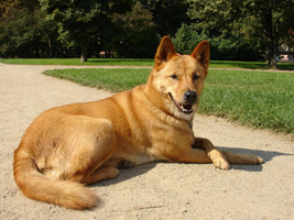 Restricted _dingo