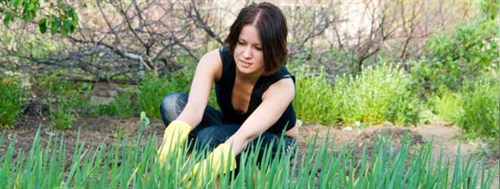 Backyard Summer Gardening Tips 